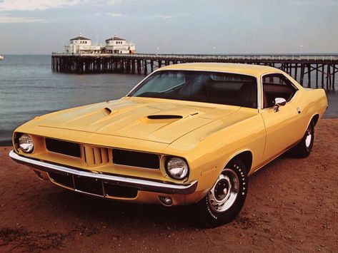 Barracuda